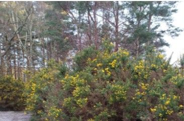 A view from Horsell Common